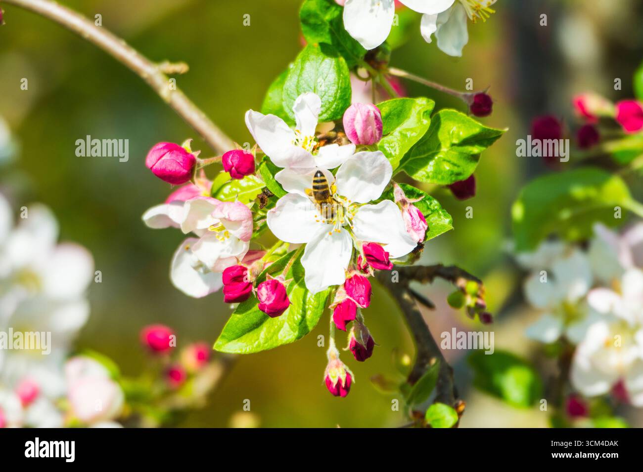 Bee on apple blossoms, Bavaria, Germany Stock Photo