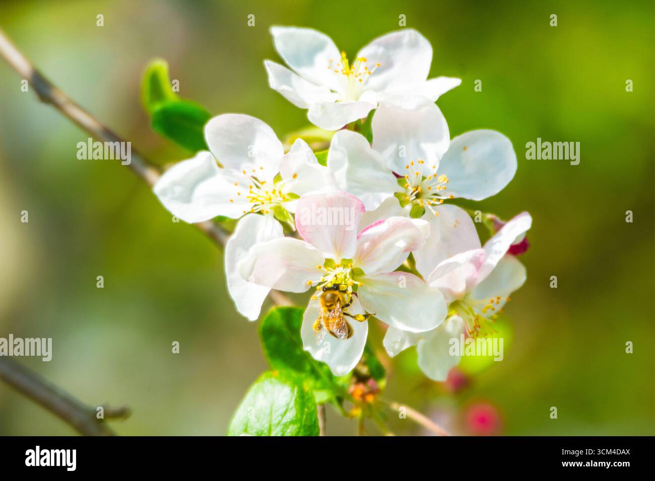Bee on apple blossoms, Bavaria, Germany Stock Photo