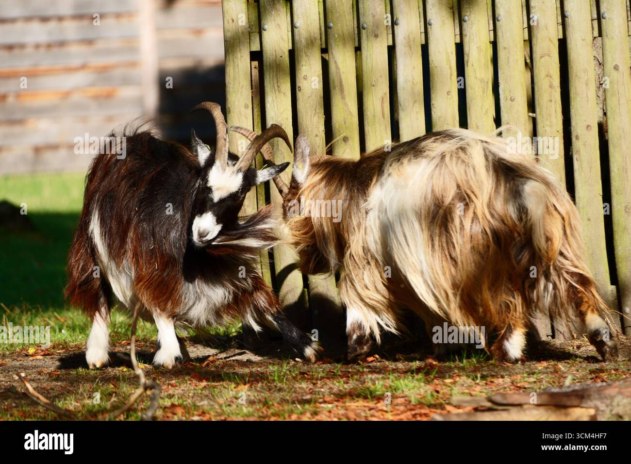 Butting heads hi-res stock photography and images - Alamy