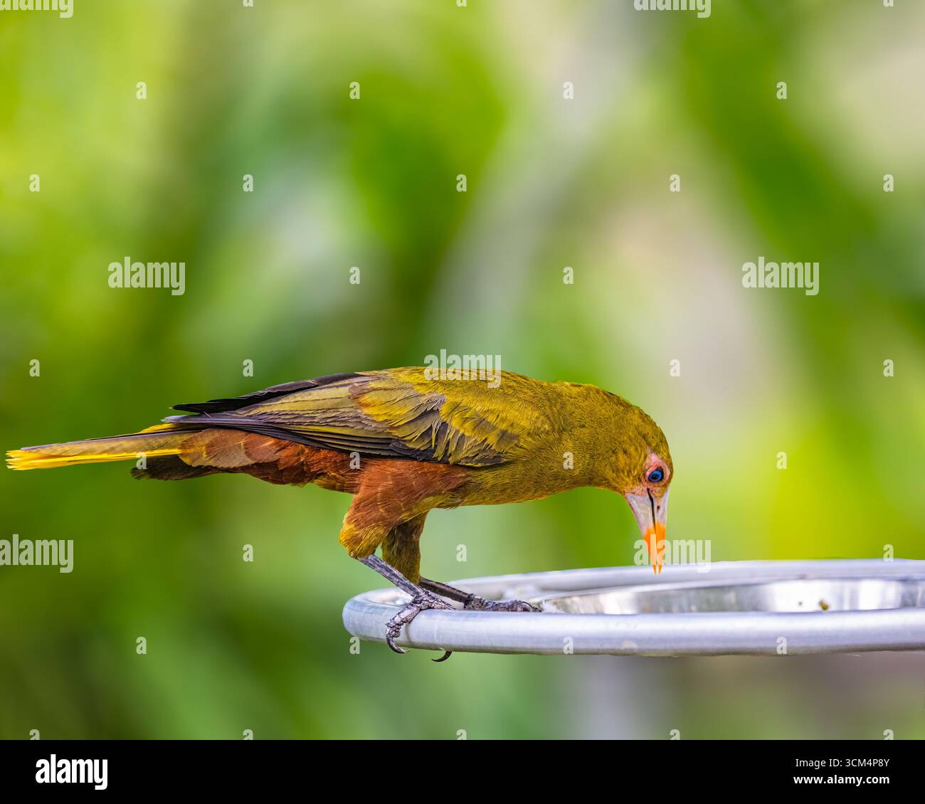 Having green hi-res stock photography and images - Alamy