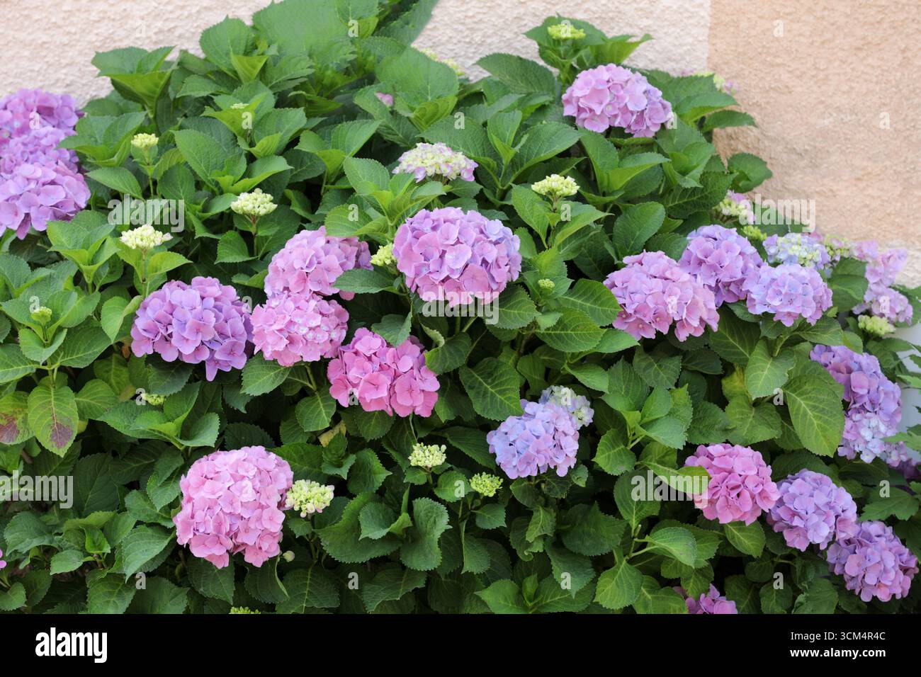 Blooming hydrangea on a house wall in summer Stock Photo