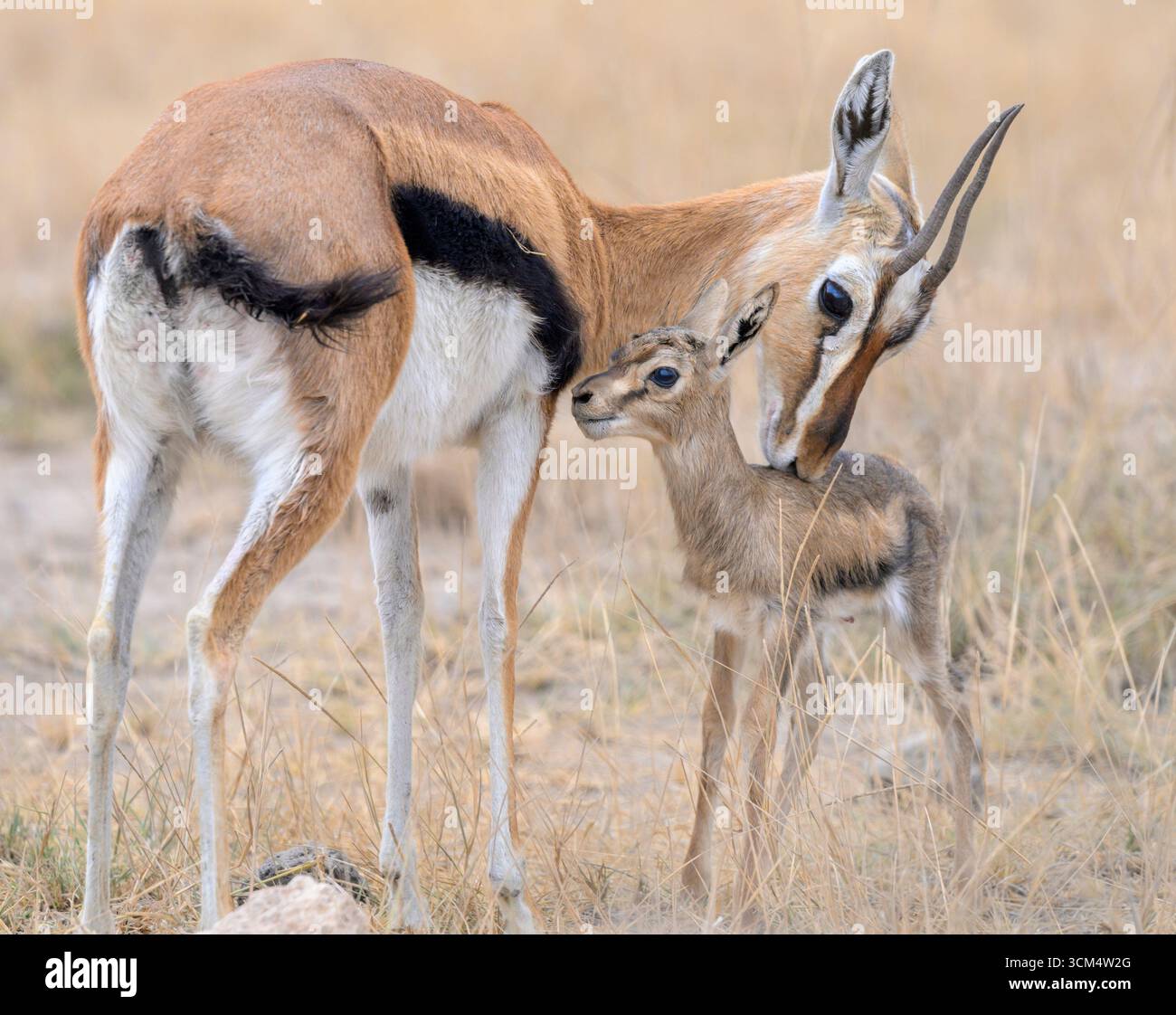 Thomson's gazelle (Eudorcas thomsonii) female with newborn fawn ...