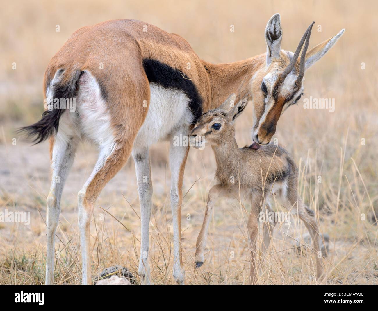 Female thomsons gazelle with fawn hi-res stock photography and images ...