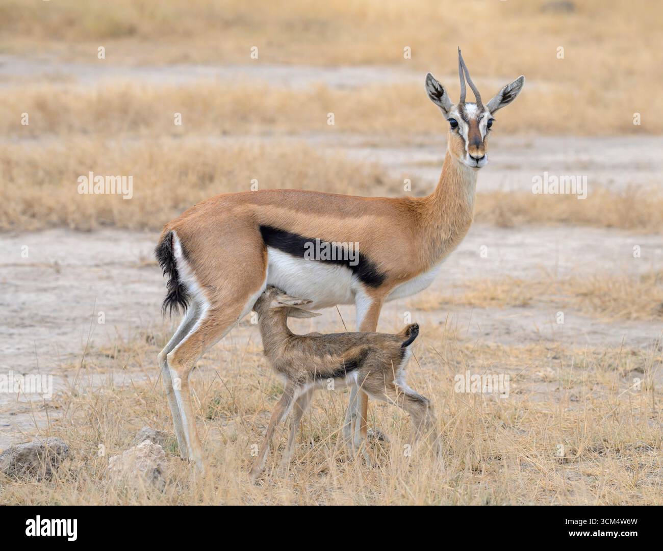 Thomson's gazelle (Eudorcas thomsonii) female feeding the newborn fawn, Amboseli National Park, Kenya. Stock Photo