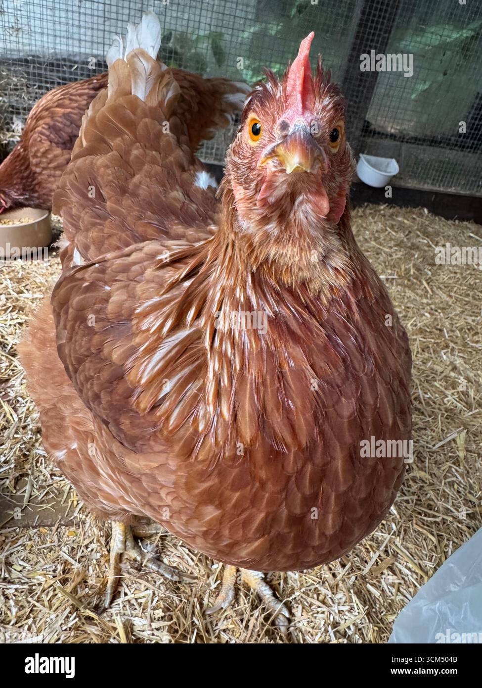A rescue hen from a farm now kept as a pet - Smartphone Captured Stock Image