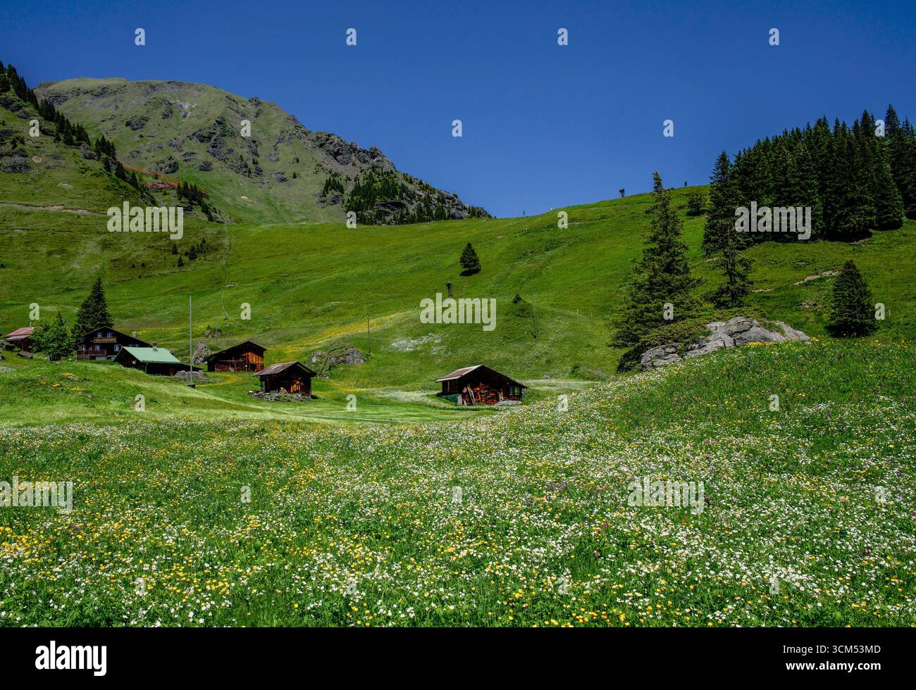 Flower Valley near Mürren, meadow with wildflowers and alpine huts, Mürren, Lauterbrunnen, Bernese Oberland, Switzerland Stock Photo