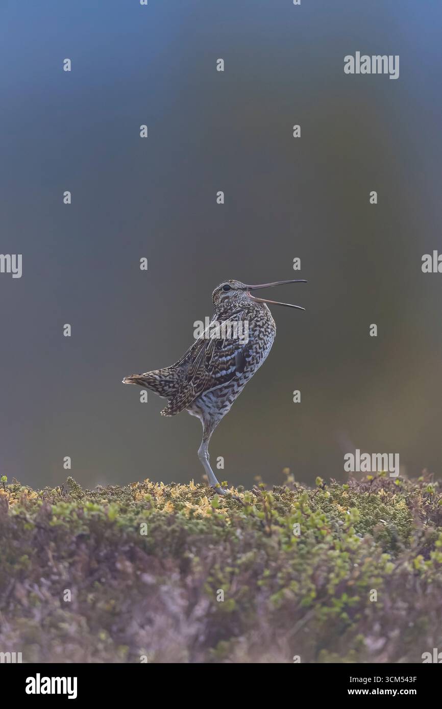 Double Snipe, Gallinago media, courting male, Jaemtland, Sweden Stock Photo