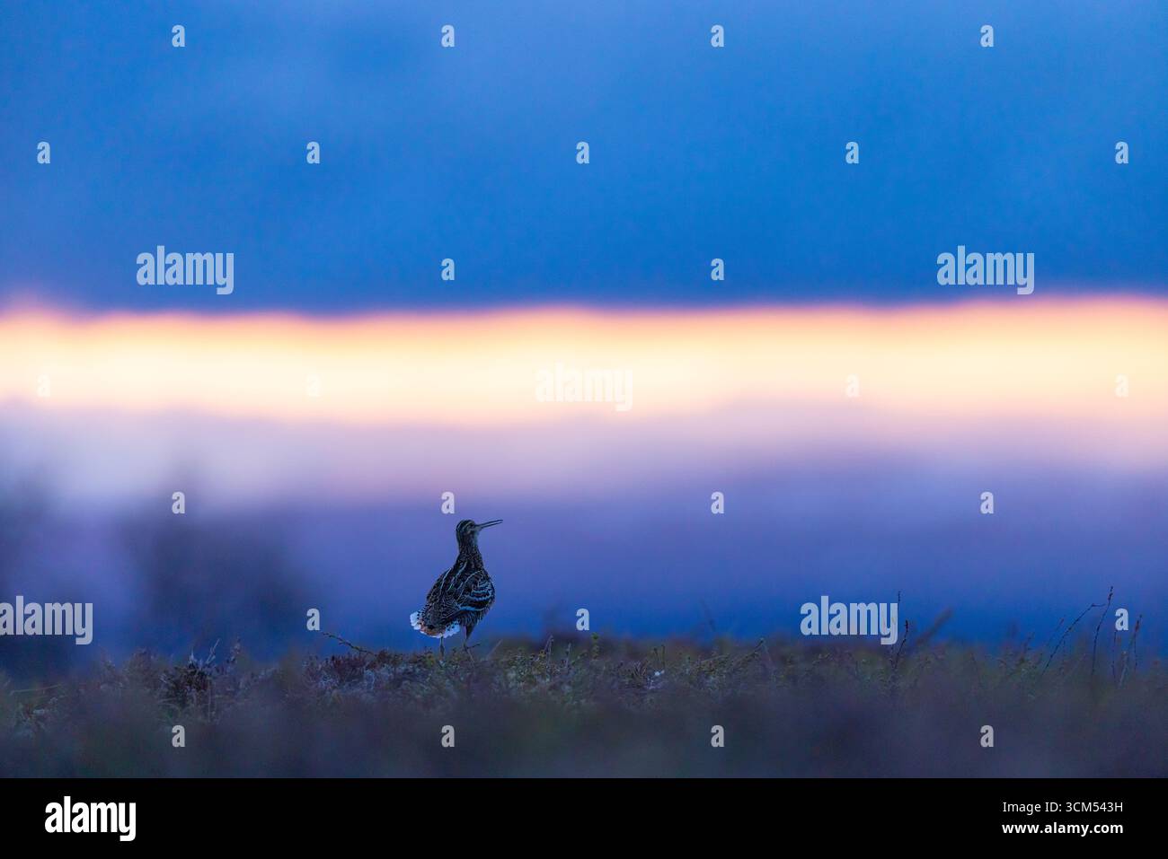 Double Snipe, Gallinago media, courting male, Jaemtland, Sweden Stock Photo