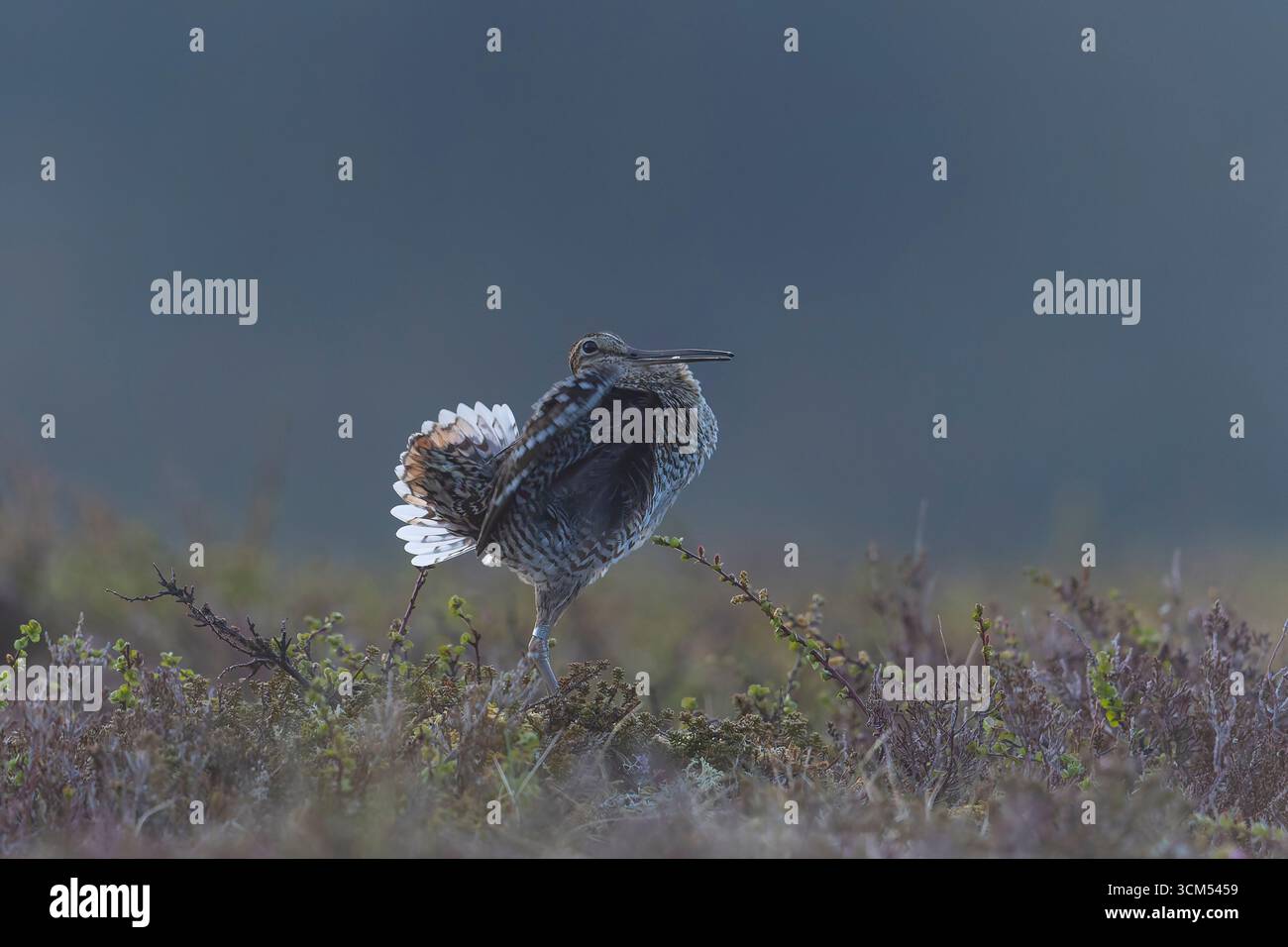 Double Snipe, Gallinago media, courting male, Jaemtland, Sweden Stock Photo