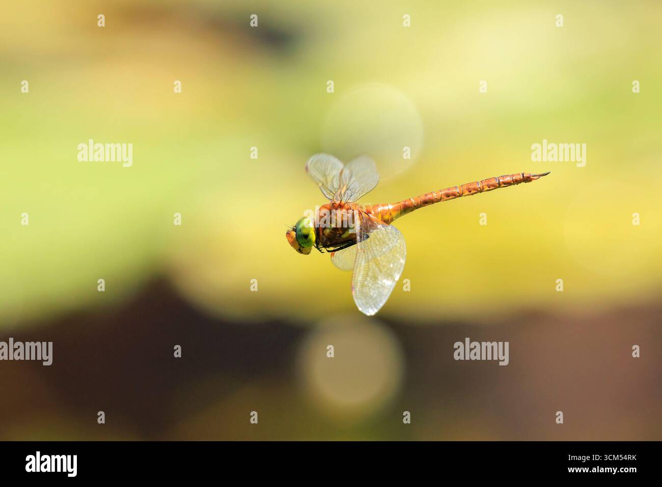 Hawker Insect Close up of a green-eyed hawker dragonfly Aeshna isoceles, flying ...