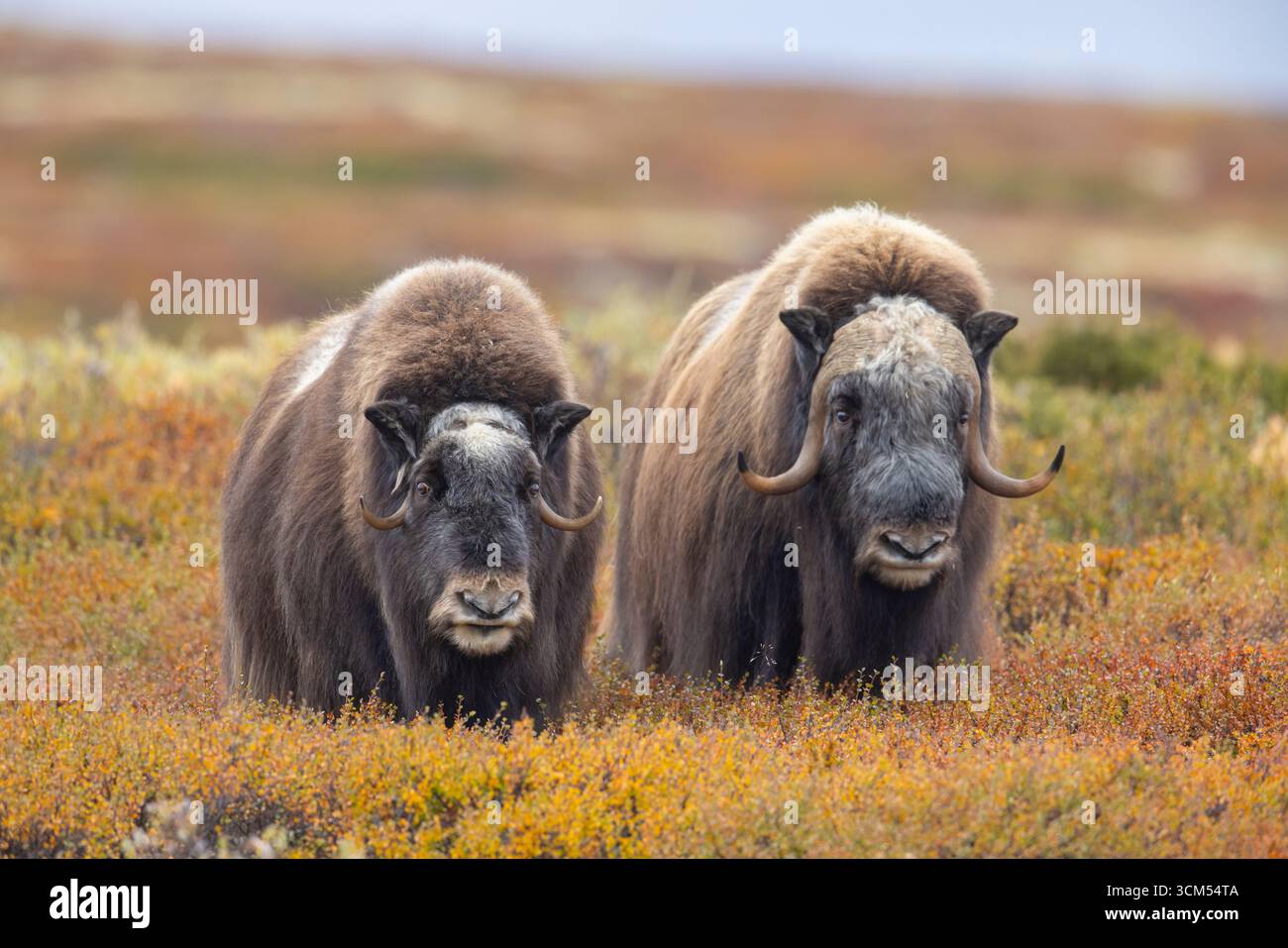 Musk ox, Ovibos moschatus, bull with cow during the rut, autumn, Dovre Fjaell, Sunndalsfjella National Park, Norway Stock Photo