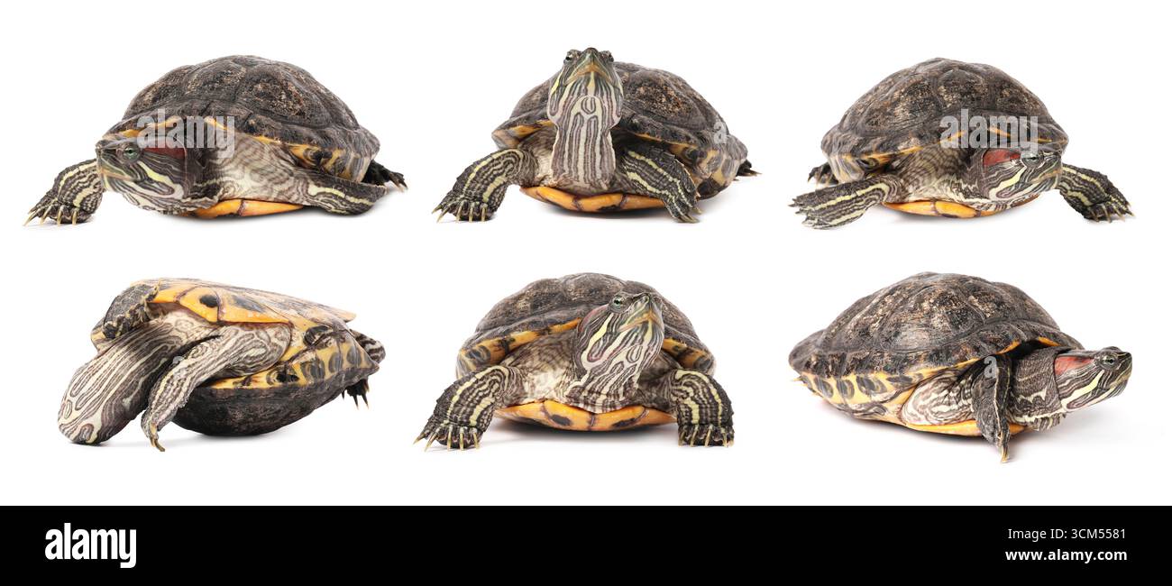 Turtle (Red-eared slider) on white background, collage Stock Photo