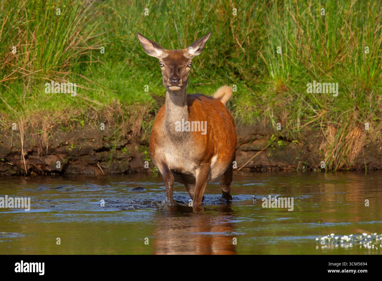 Red deer, Cervus elaphus, crossing a stream, Schleswig-Holstein, Germany Stock Photo