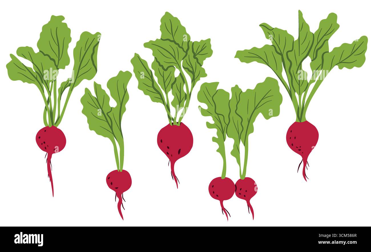 Beet seamless vector pattern. Flat vegetables with green leaves on a white background. Natural pattern with red beets Stock Vector