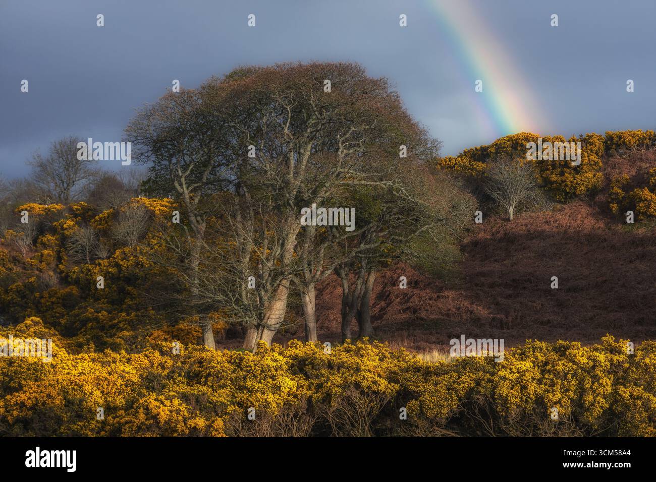 Yellow flowers and trees stand against a rainbow sky. Stock Photo