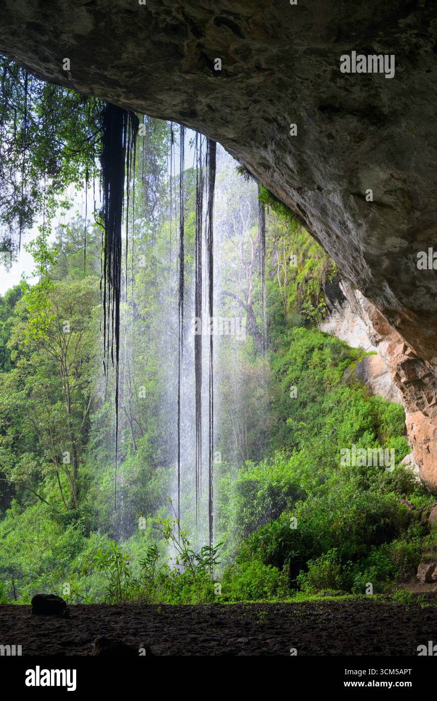 Waterfall at the entrance of Making'eny Cave, with roots of trees growing in it, Mount Elgon National park, Kenya. Stock Photo