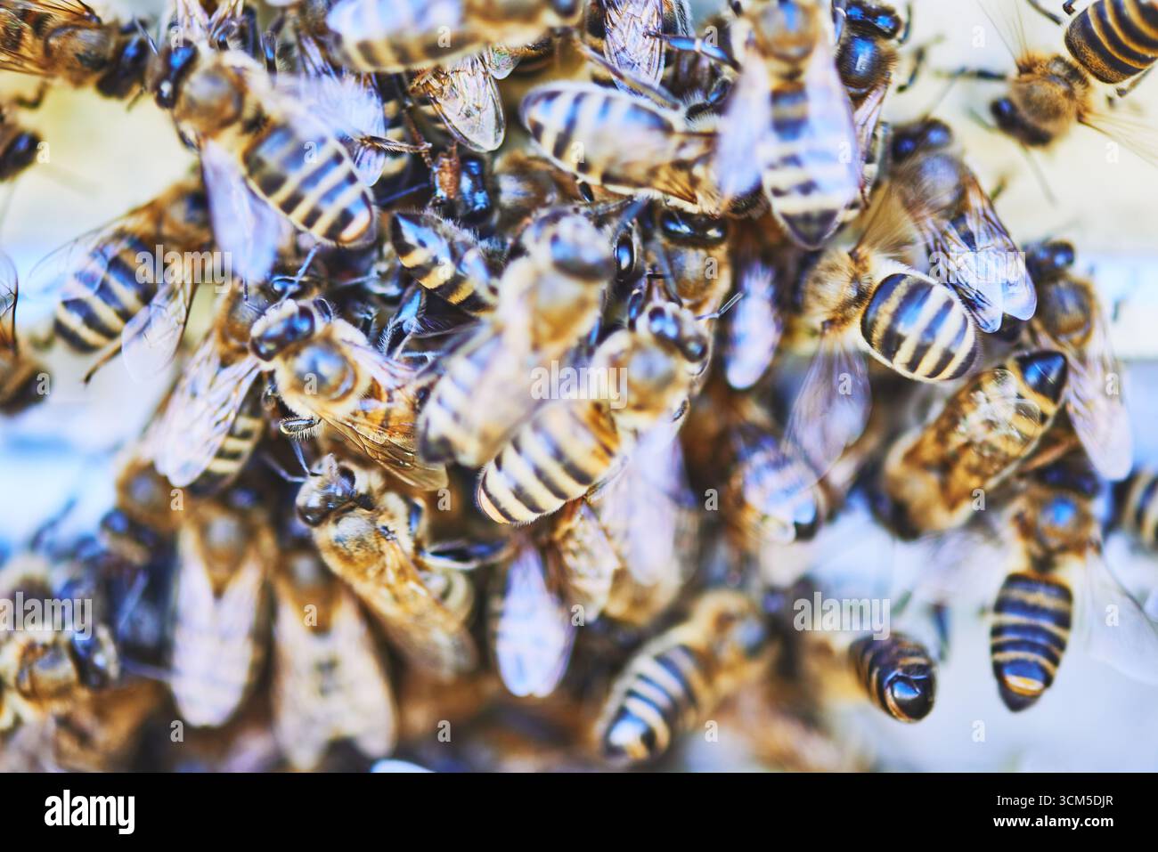 Emphasizing wing structure hi-res stock photography and images - Alamy