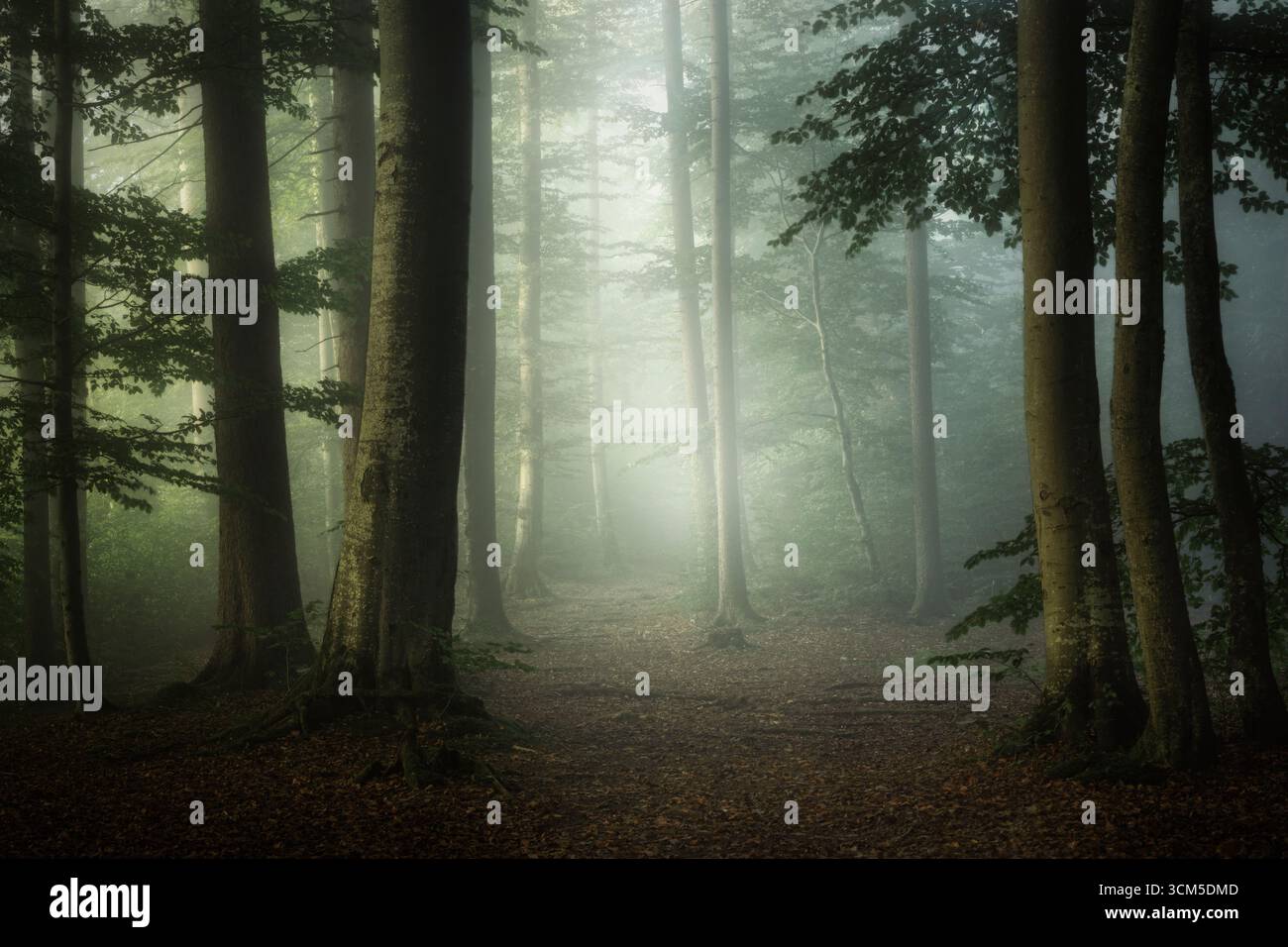 Morning mood in a forest in autumn south of Munich, Bavaria, Germany, Europe Stock Photo