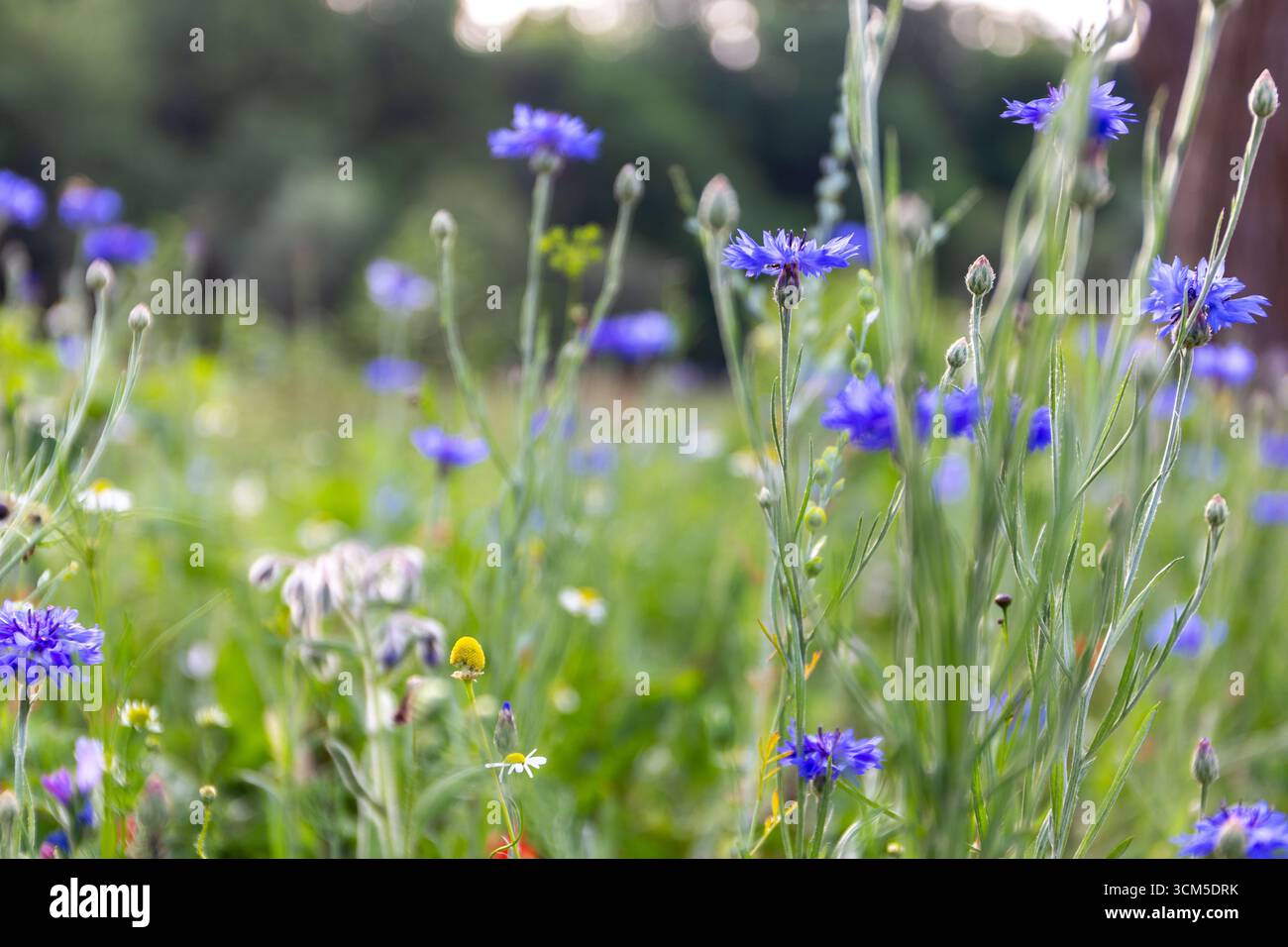 Wild vibrant spring meadow with blue wildflowers, cornflowers (Centaurea cyanus), daisies and flower buds, Beskid Mountains, Poland. Stock Photo