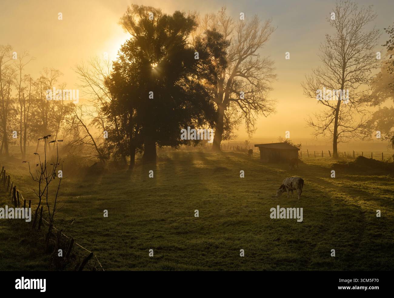 Foggy morning in the Weilheimer Moos, Bavaria, Germany Stock Photo