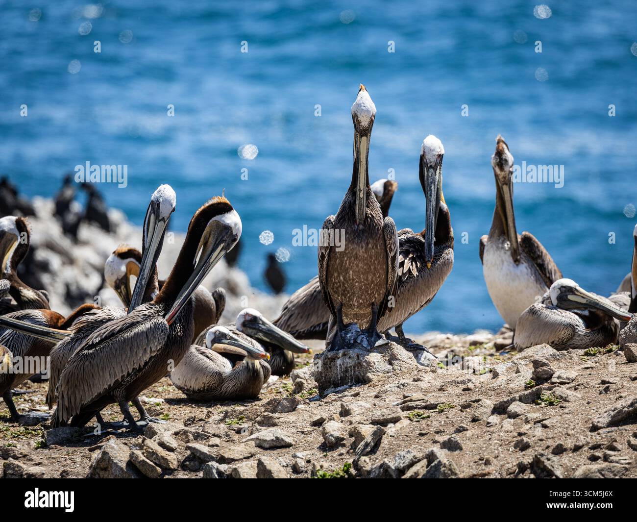 Pelicans at Point Lobos State Natural Reserve Monteray, California, USA Stock Photo