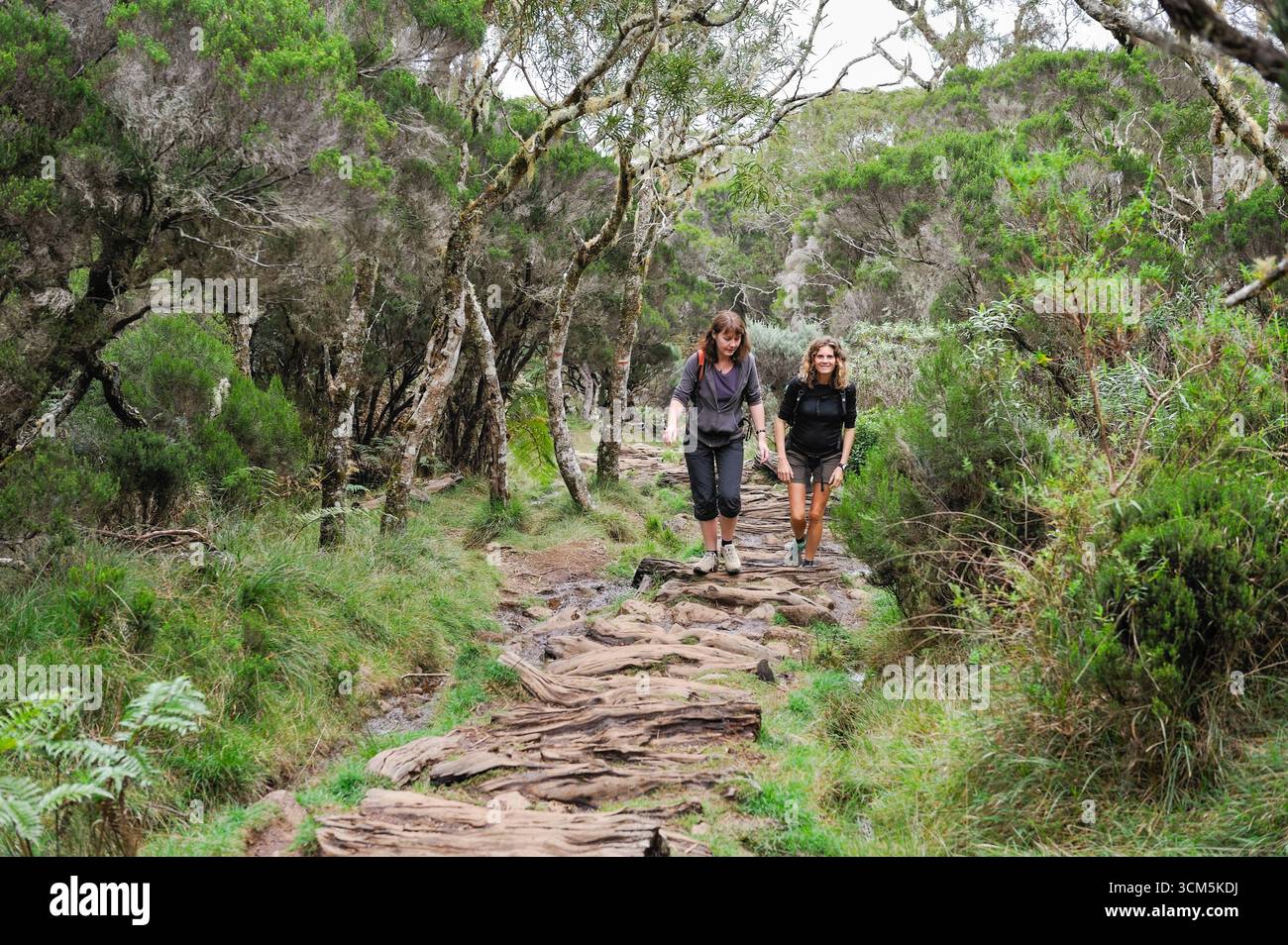 Women on a footpath in a Highland tamarins (Acacia heterophylla) forest. Mafate cirque. Reunion island,overseas departement of France,Indian Ocean Stock Photo