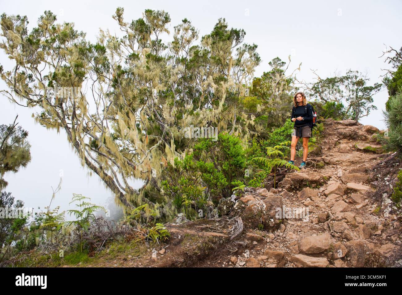 Woman on a footpath in a Highland tamarins (Acacia heterophylla) forest. Mafate cirque. Reunion island,overseas departement of France,Indian Ocean Stock Photo
