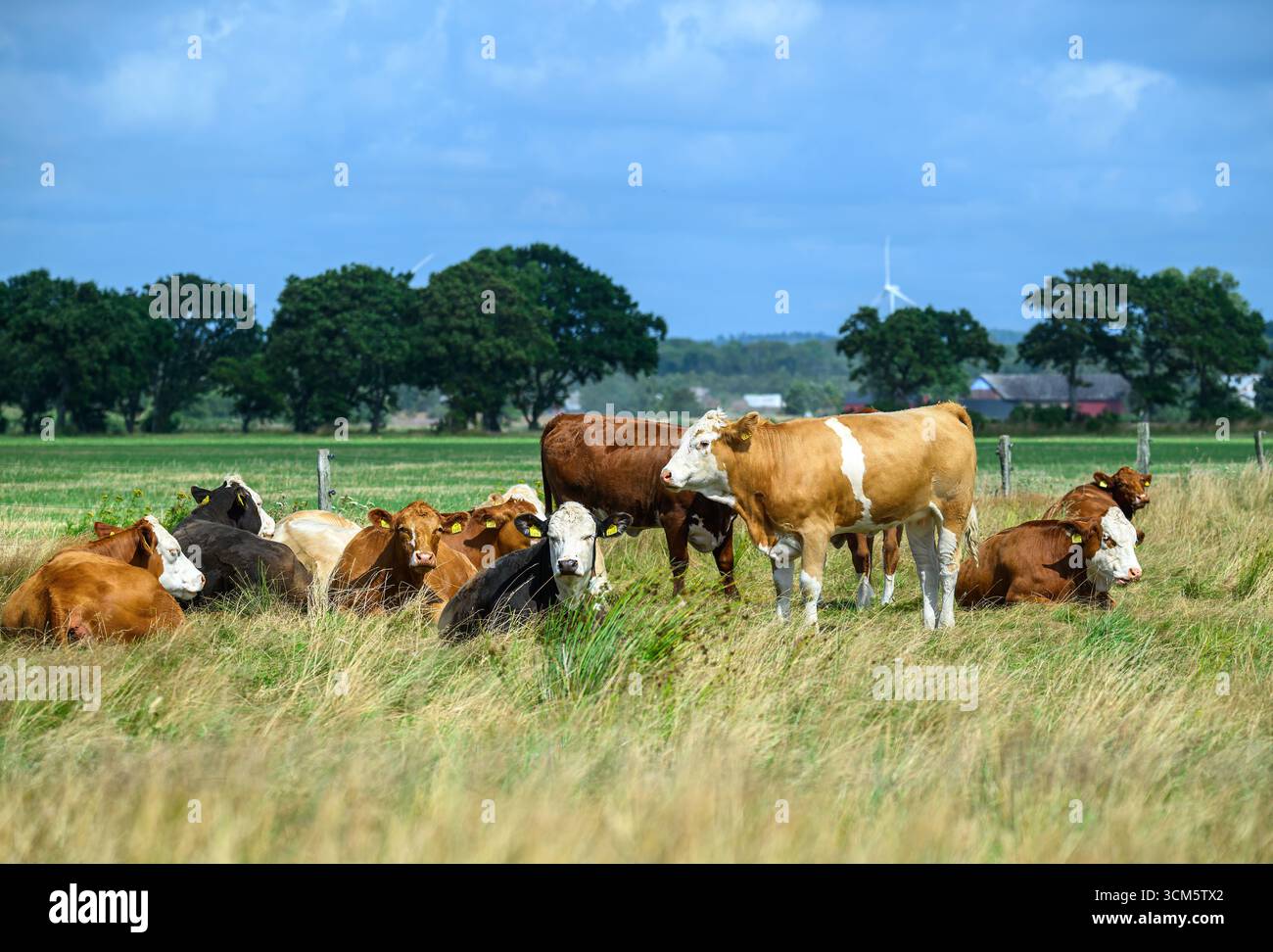 A group of cows are resting in a lush green pasture, enjoying the sun ...