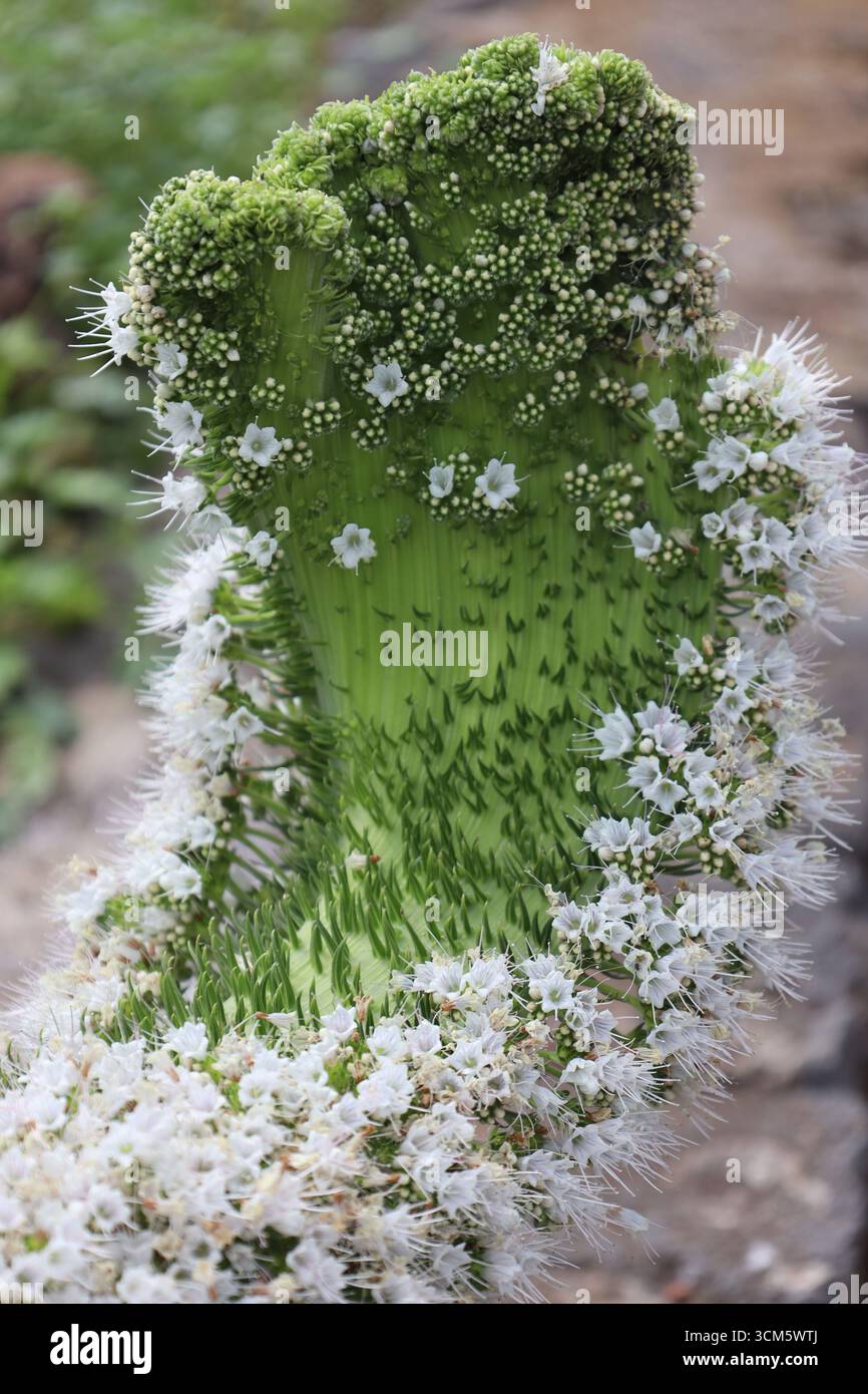 White Viper&#39;s Bugloss, Tenerife, Canary Islands, Spain Stock Photo