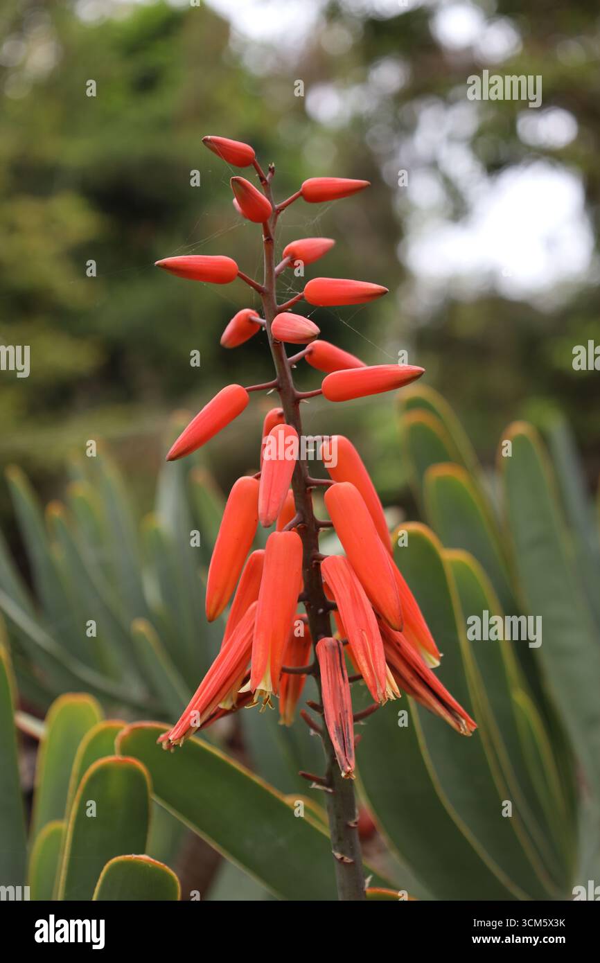 Aloe Vera flower, Tenerife, Canary Islands, Spain Stock Photo