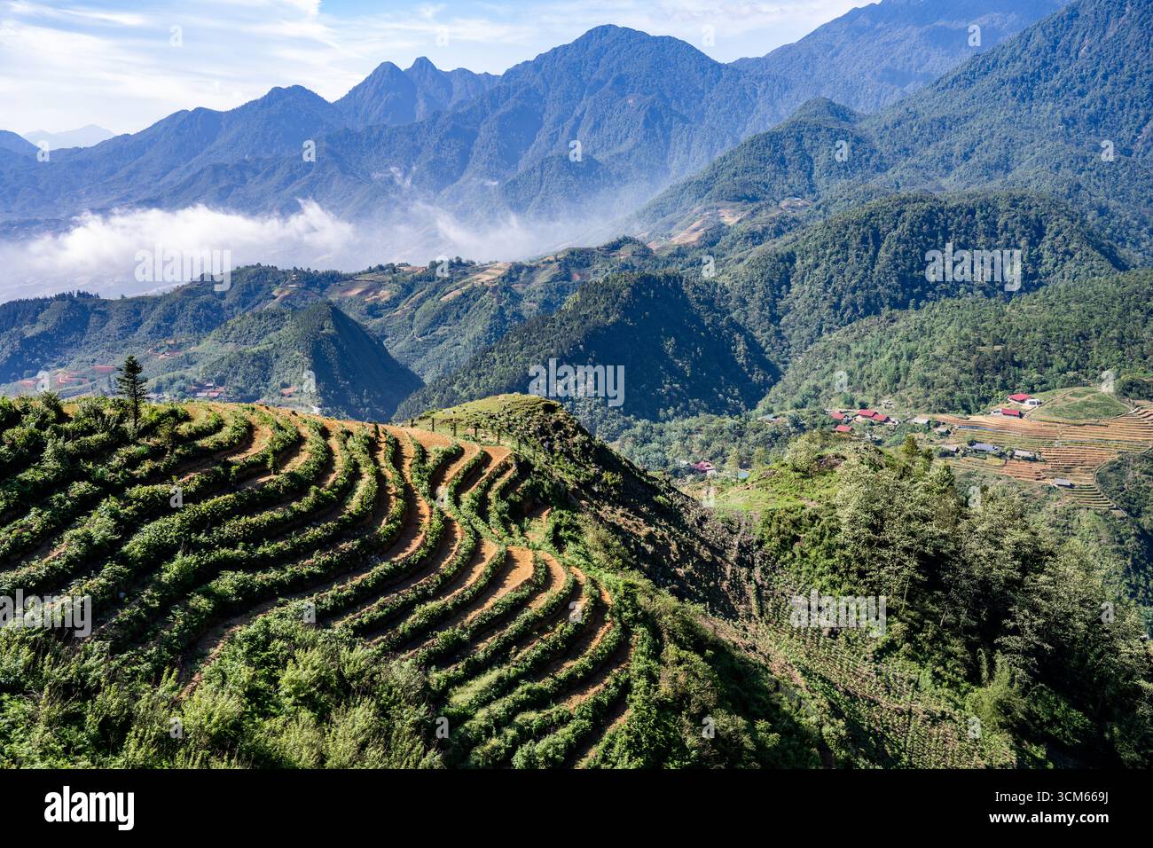 Terraced rice fields cover the hillsides with misty mountains in the ...
