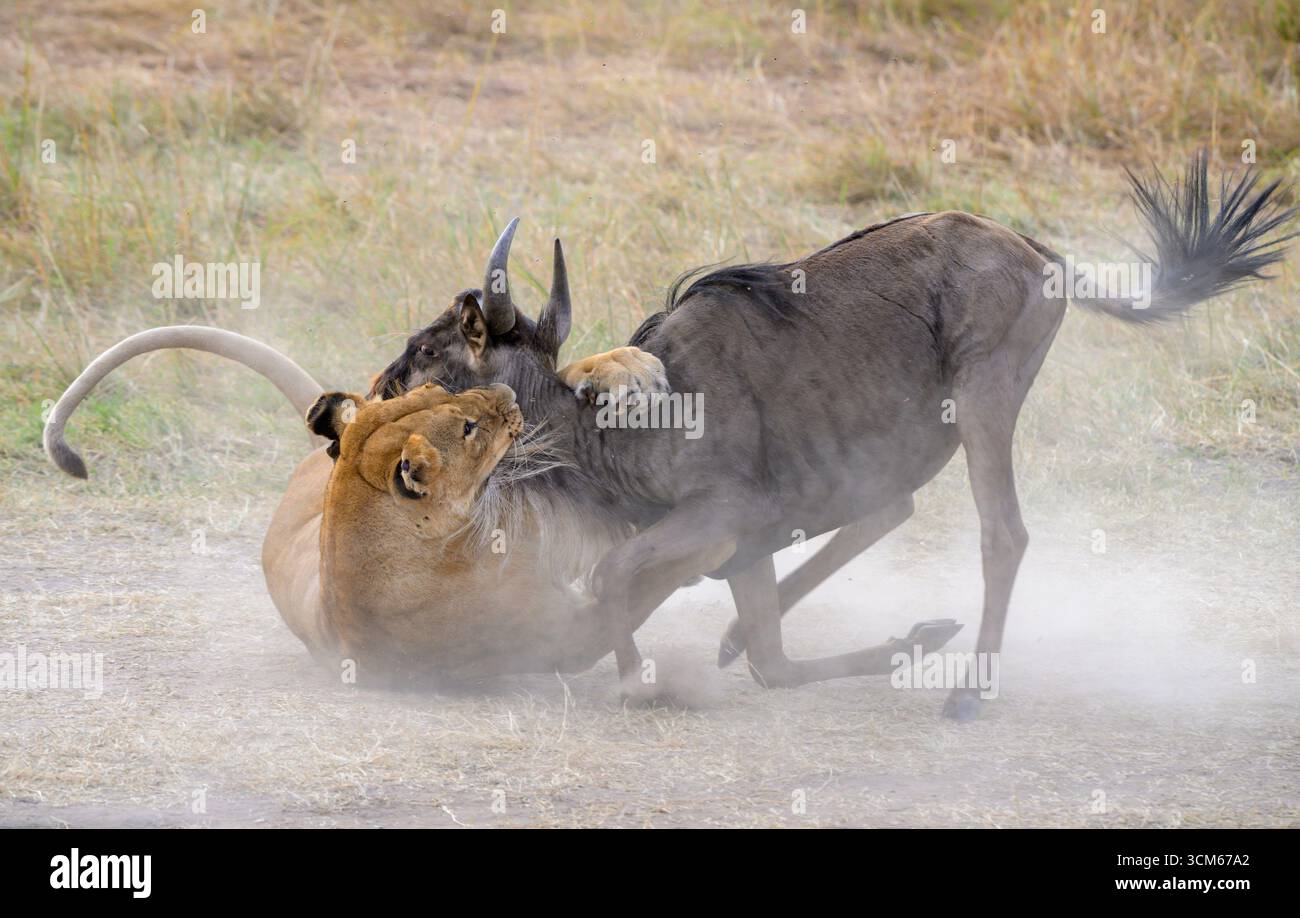 African lion female lioness (Panthera leo) hunting and killing a blue wildebeest (Connochaetes taurinus), Masai Mara National Reserve, Kenya Stock Photo