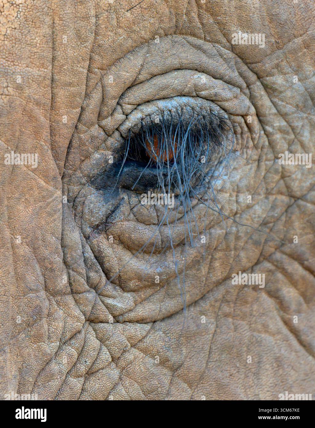 Elephant eyelashes hi-res stock photography and images - Alamy