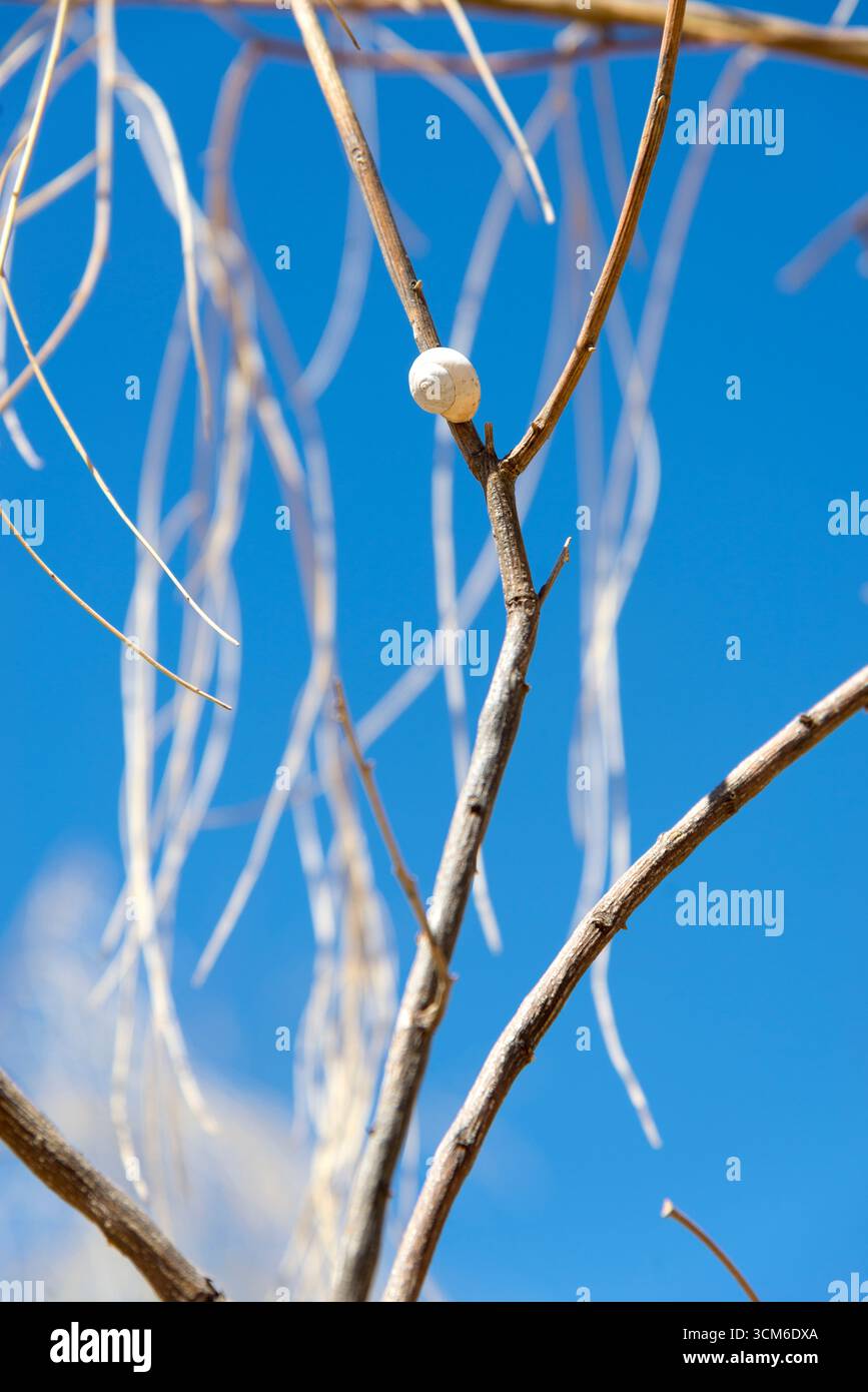 Caracol blanco y pequeño en rama de arbusto en la playa, con fondo difuminado de ramas y cielo difuminado, mostrando detalles de naturaleza costera. Stock Photo