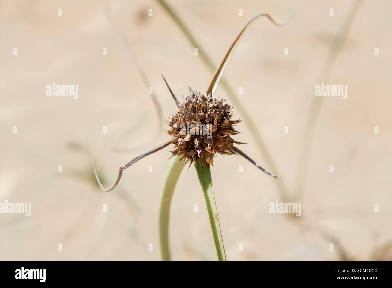 Planta adaptada hi-res stock photography and images - Alamy