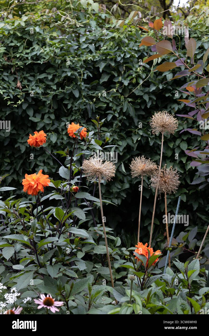 A beautiful fall garden with allium, dahlia flowers, smokebush and more. Stock Photo