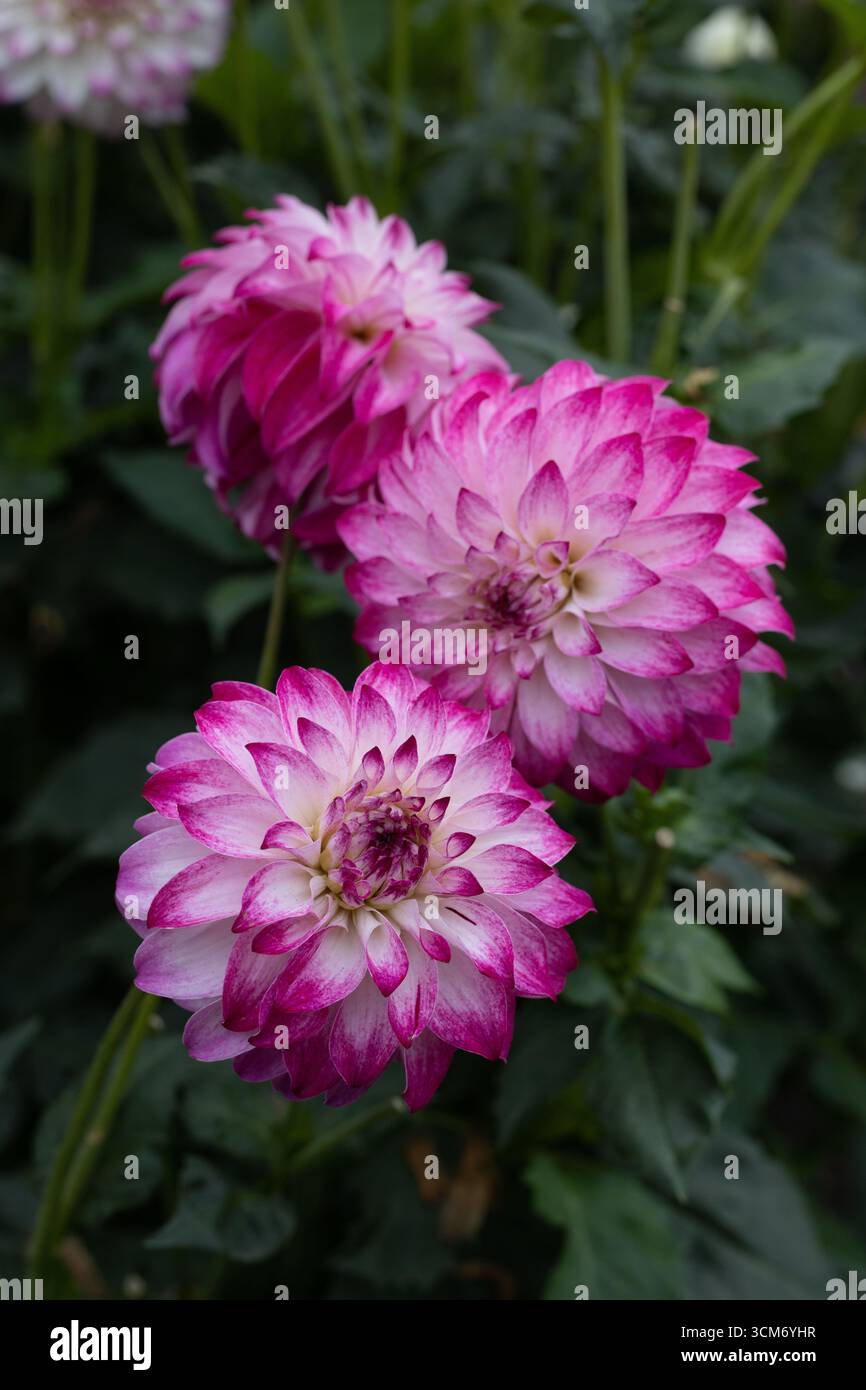 Camano hi-res stock photography and images - Alamy