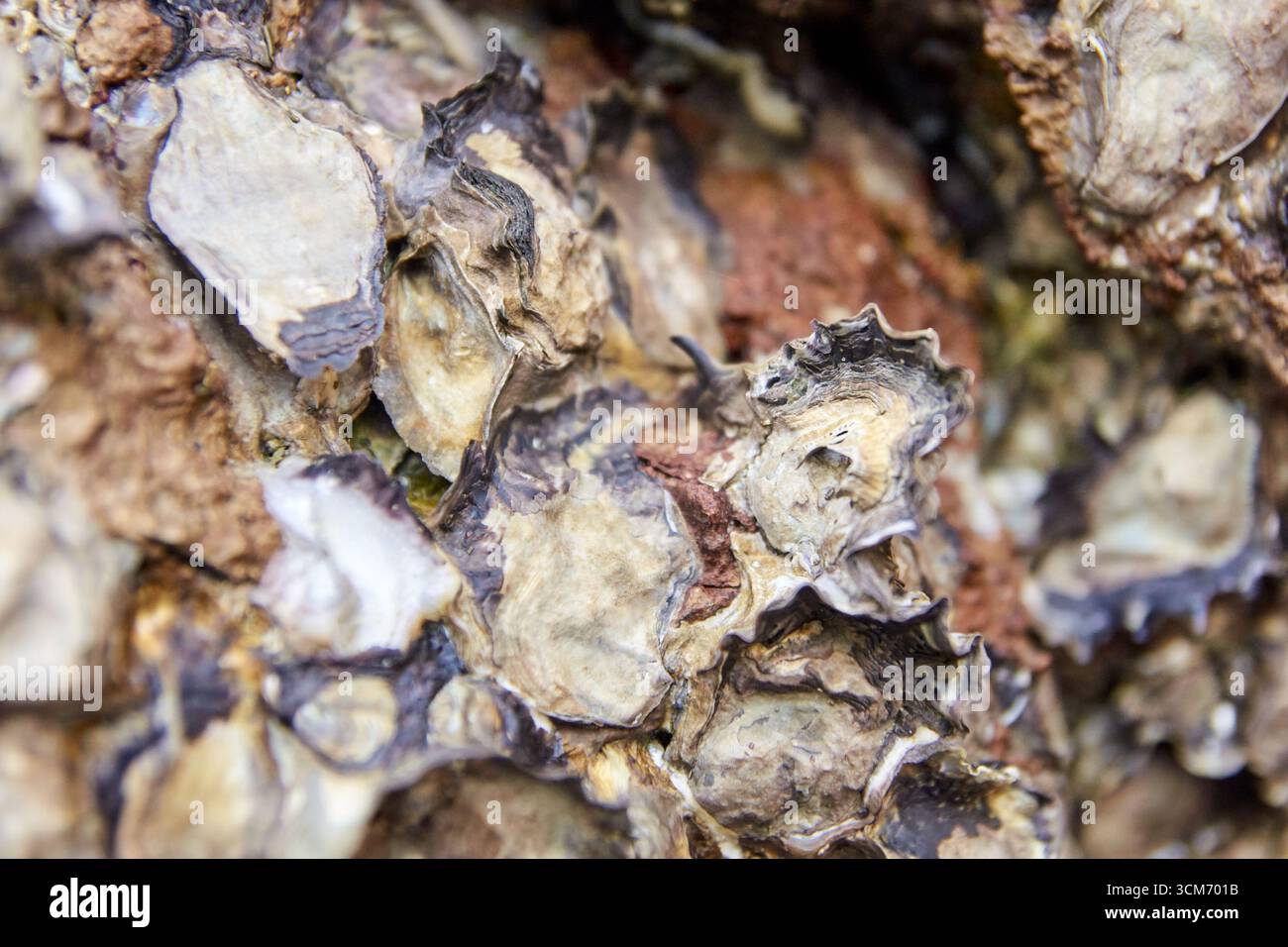 Close-up view of oyster shells on a rocky surface with textured ...
