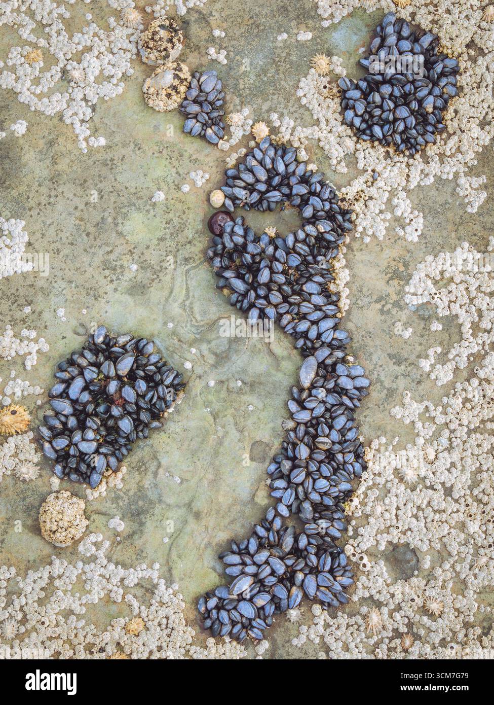 Crustations On Rocks Crustations hi-res stock photography and images - Alamy