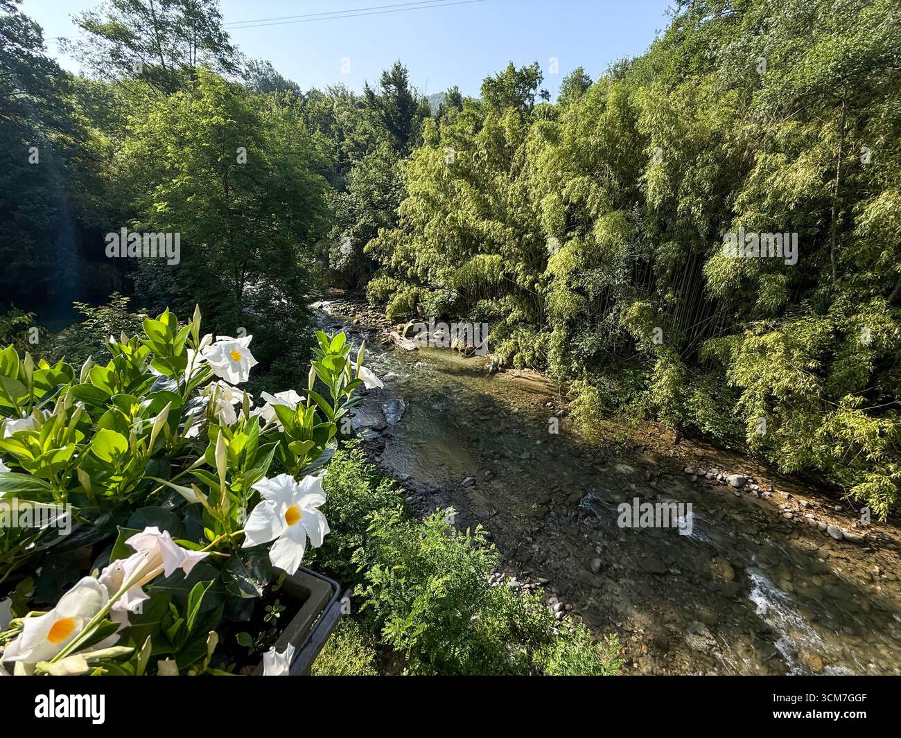 A bunch of white Gardinia, a summer flowering plant in the coffee family Rubiaceae, on a balcony overlooking the shallow rocky river flowing through t - Smartphone Captured Stock Image