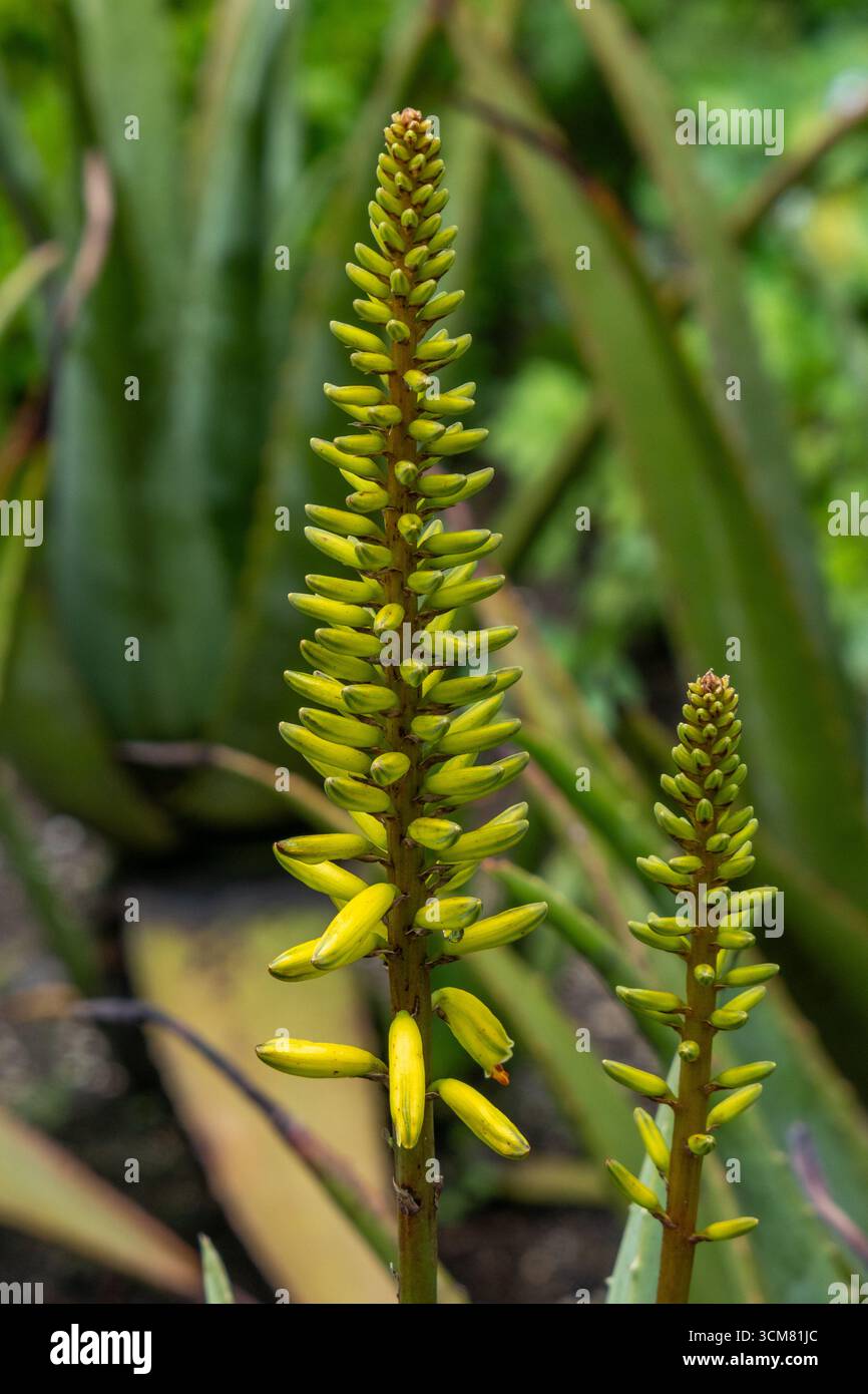 Aloe vera inflorescence hi-res stock photography and images - Alamy