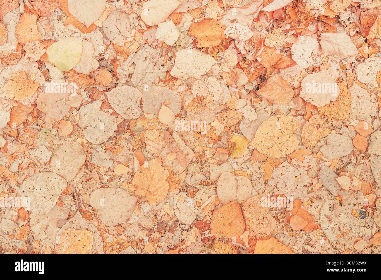 Texture of ground covered with American basswood Linden tree autumn leaves as background, top view Stock Photo