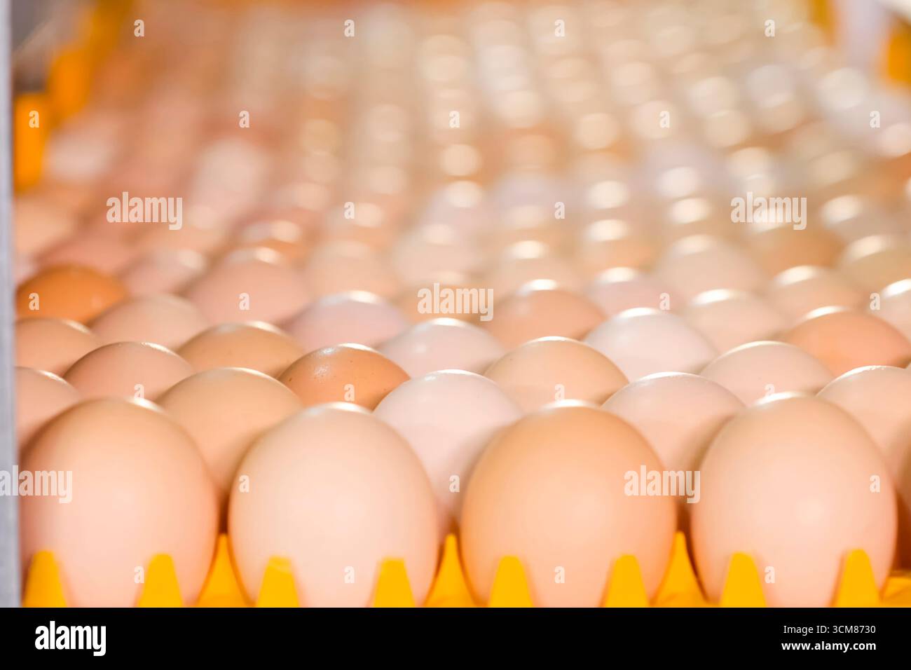Endless rows of chicken eggs on conveyor. Stock Photo