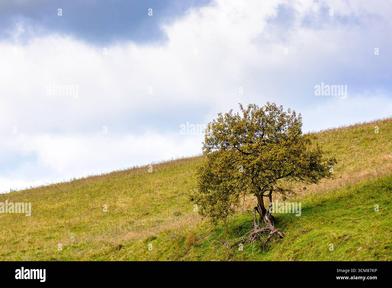 countryside scenery in autumn. single tree on the grassy hill in morning light. background with clouds on the blue sky. seasonal weather change in sep Stock Photo