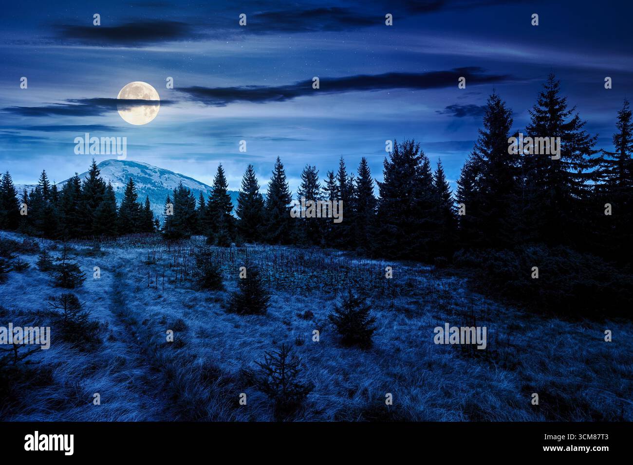 fir trees on a meadow at night. scenic landscape with coniferous forest in mountains under starry sky in full moon light. mysterious alpine scenery wi Stock Photo