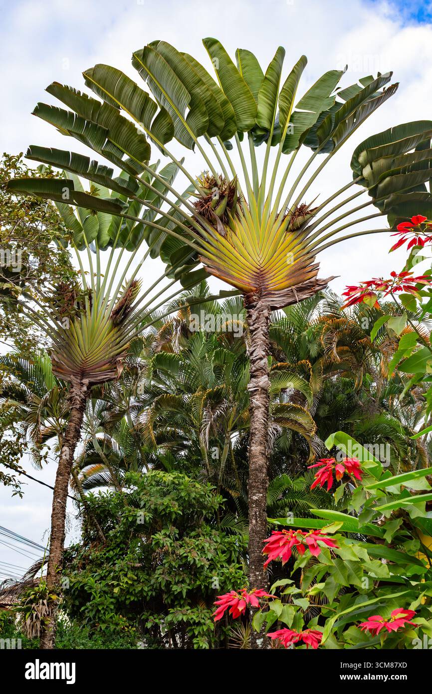 Ravanulla Tree Ravenala madagascariensis, commonly known as the travellers tree ...