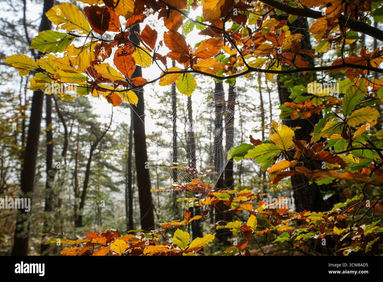 Spider web in the autumn forest. Stock Photo