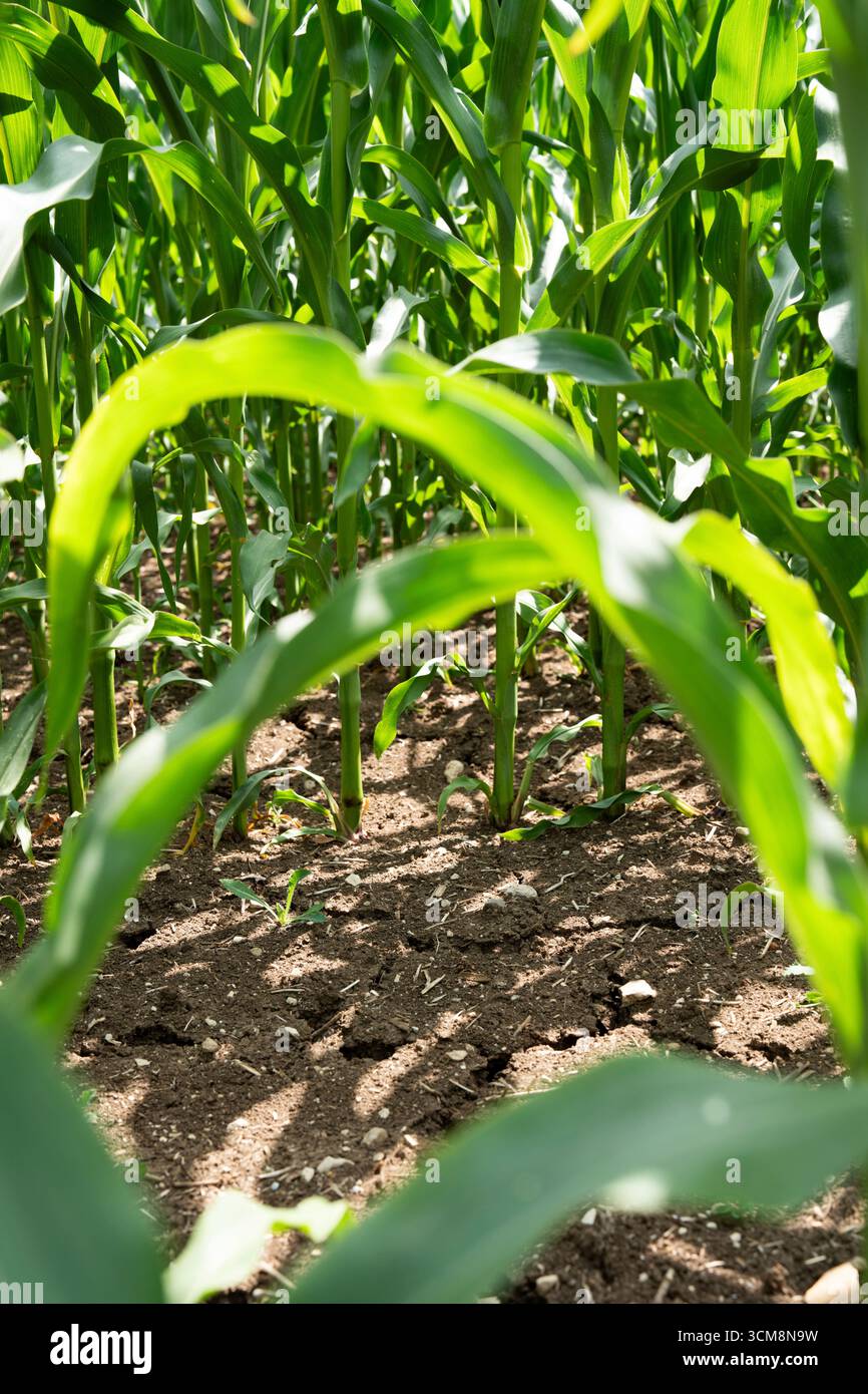 Corn plants on dry and cracked soil Stock Photo