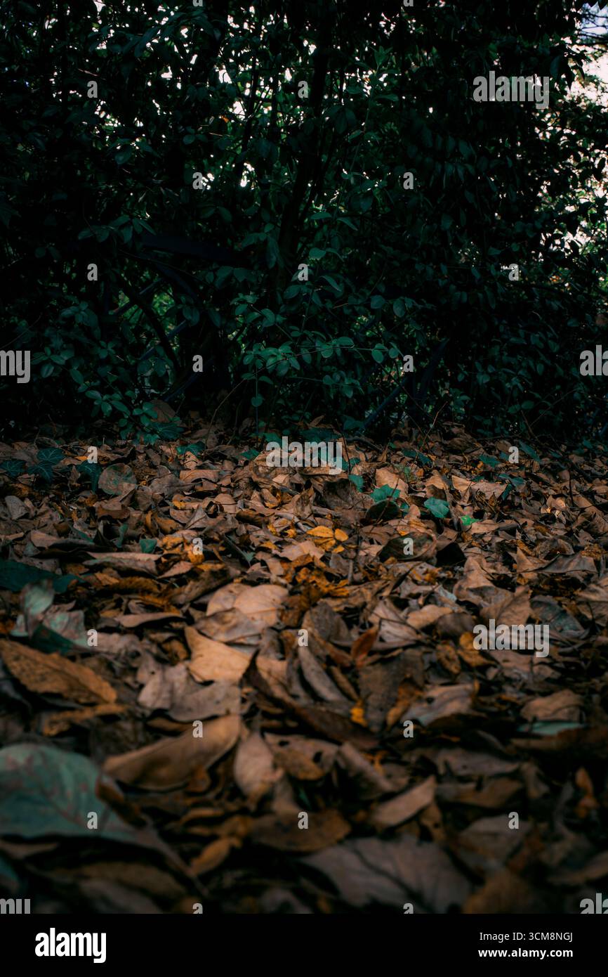 A photo of wet fallen leaves and deep green grass with a gloomy atmosphere. Vertical wallpaper. Cloudy weather. Stock Photo