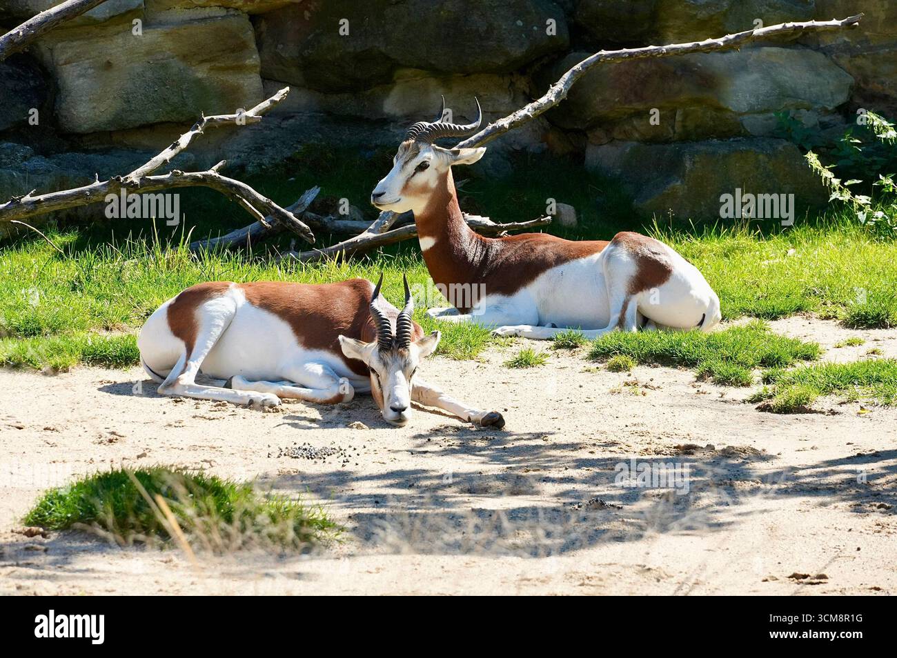 Naturalistic zoo hi-res stock photography and images - Alamy